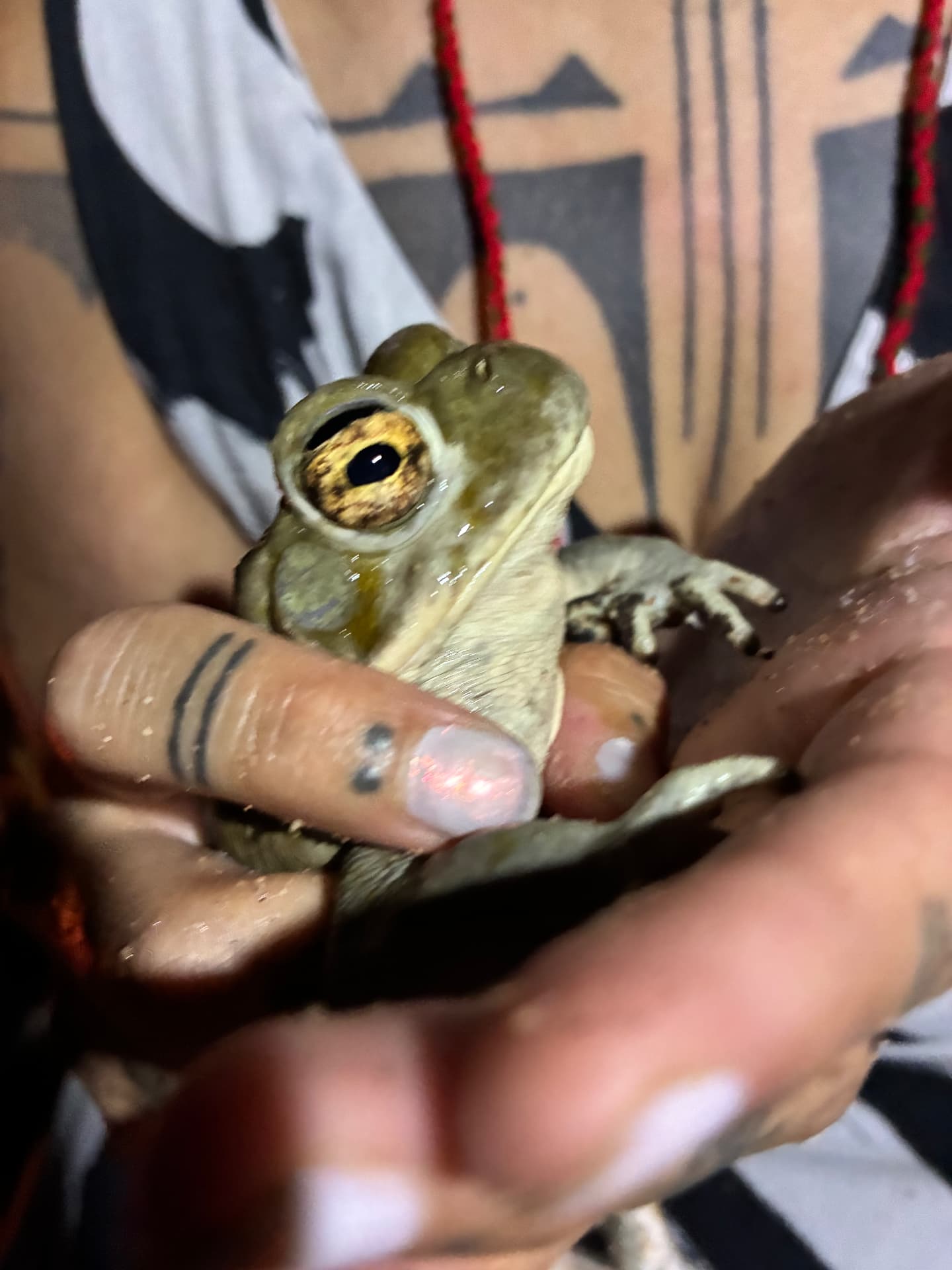 Bufo toad held during a Desert Medicine ceremony