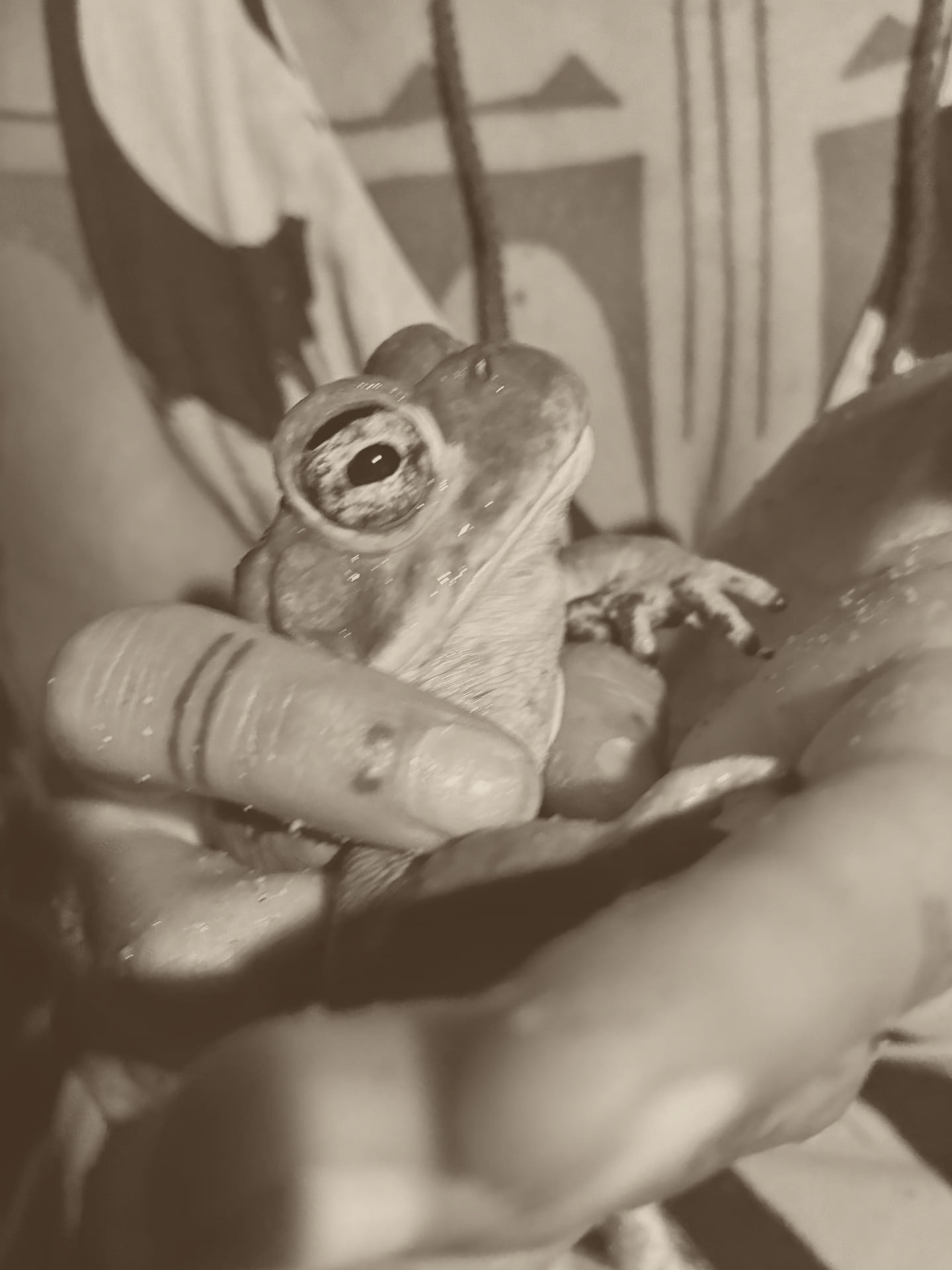 Amphibian Medicine offerings at Desert Medicine